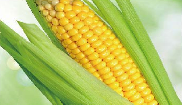 陶瓷膜應(yīng)用：生物、醫(yī)藥行業(yè)